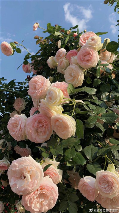 Кварцевая дистиллирующая колба